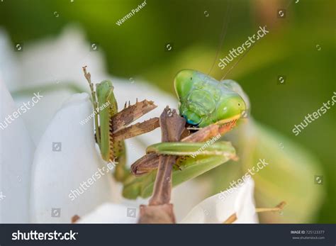 Praying Mantis Eating Mate