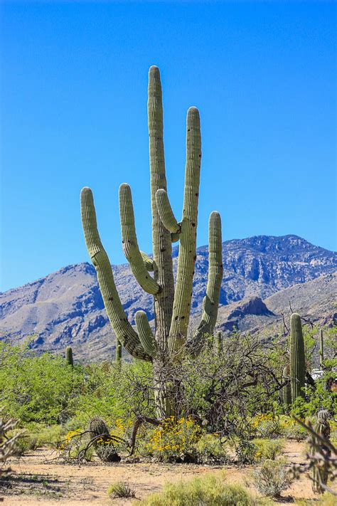 5 Shocking Facts about Arizona’s Saguaro Cactus. Did You Know These ...