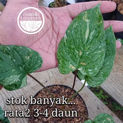 Jual Homalomena Rubescens Thai Cancellation Stardust - Kab. Pasuruan ...