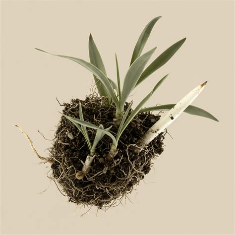 How Does Compost Improve Soil Health and Water Retention? → Learn