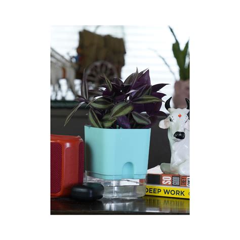 air purifier house plants-top 10 houseplants – Nature's Magic