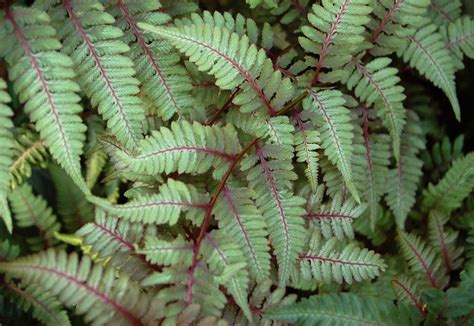 Athyrium niponicum var. pictum (Japanese painted fern) » HF&G