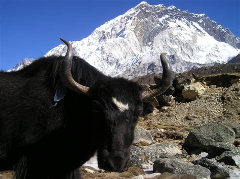 Himalayan Animals On The Mountain