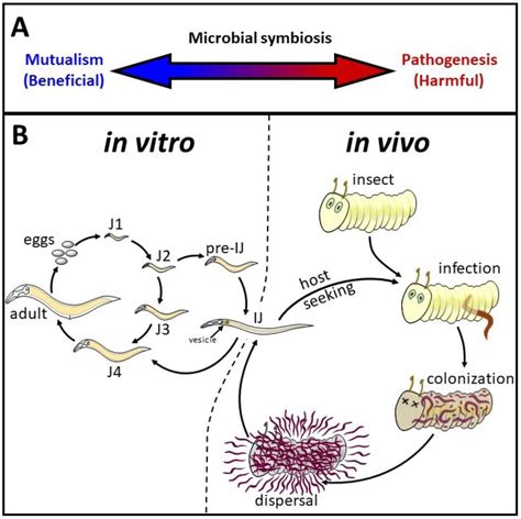 Parasitic Nematode Life Cycle