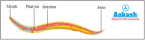 Phylum Aschelminthes: Examples, Characteristics & Classification | AESL