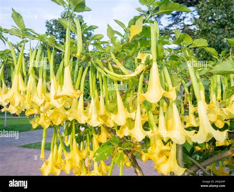 Brugmansia. angel trumpets. Tree-like shrub in the south. Yellow ...