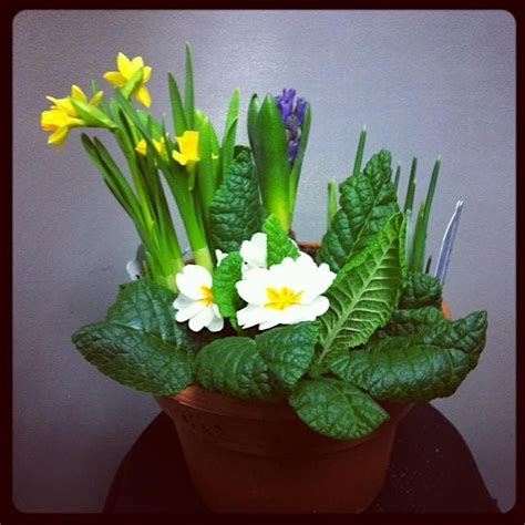 Create your own Spring Plant Pot Arrangement, Erlas Victorian Walled ...