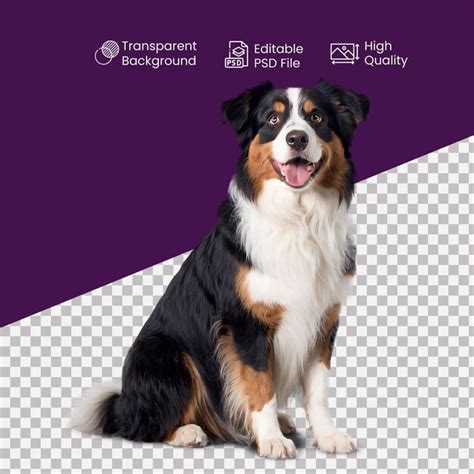 An australian shepherd dog on the transparent background | Premium AI ...