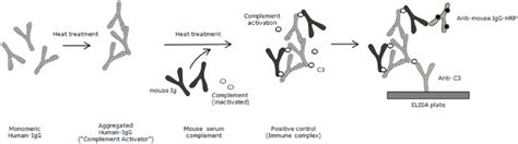 Preparation of the positive control. The positive control was used as ...