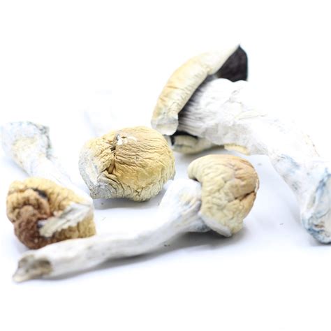 Mix and Match Mushrooms 1/4 lb - Crazycannabis Online Dispensary Canada ...