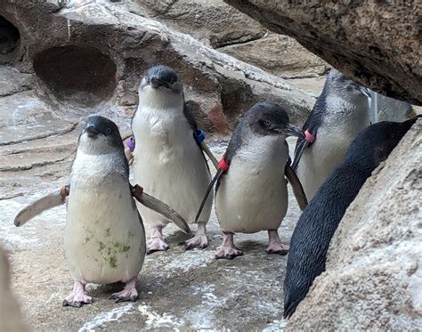 Solve Smallest penguins in the world jigsaw puzzle online with 80 pieces