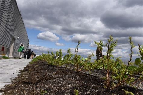 Adams touts NYC green infrastructure program with S.I. rooftop farm ...