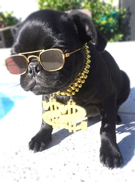 Money Pug