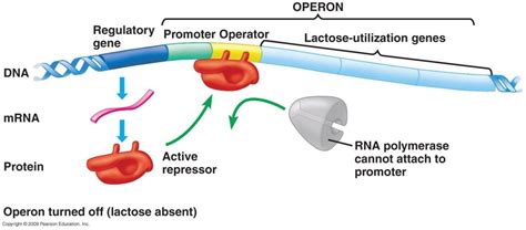Image result for Lac Operon Components
