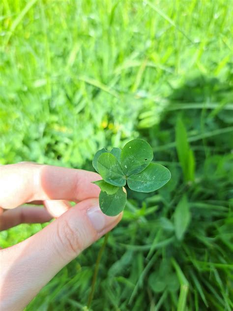 Found a six-leaf clover today. : r/clover