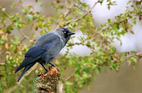 Jackdaw Do They Migrate