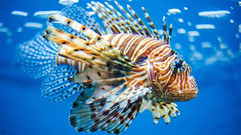 Image result for Fish Imafe for Python Code