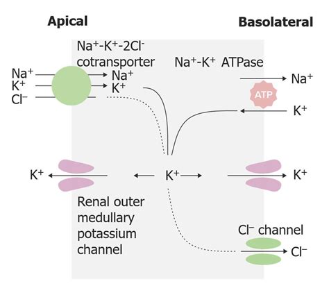Loop Diuretics How They Work 的图像结果