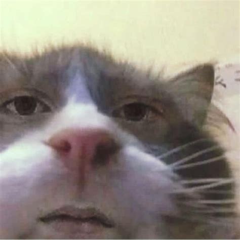 81 Meme Cat Face