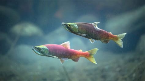 Kokanee Salmon Animal Facts - Oncorhynchus nerka - A-Z Animals