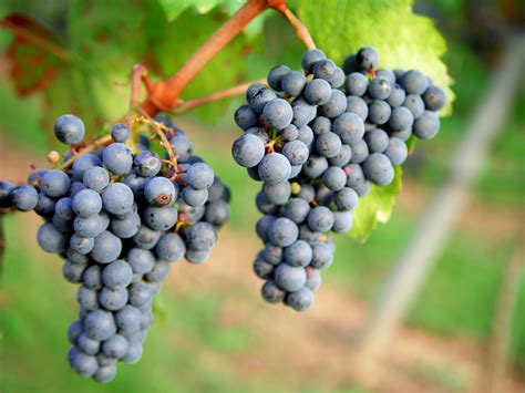Grape cluster and berry structure – eVineyard blog