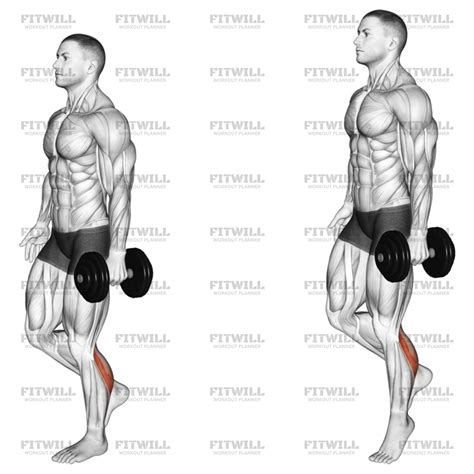 Dumbbell Single Leg Calf Raise - L: Exercise Guide, Video, Techniques, Benefits, How to, Muscles ...