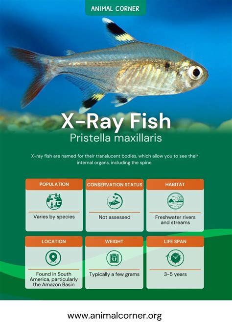 X-Ray Fish - Animal Corner