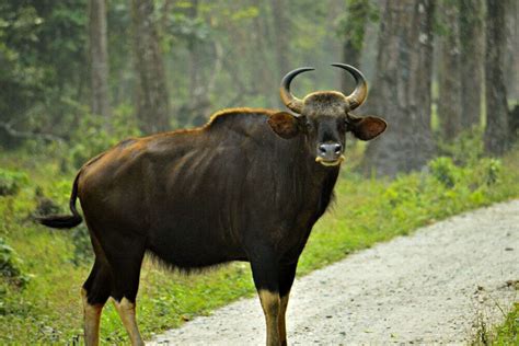 Simlipal National Park, Orissa - TimesTravel
