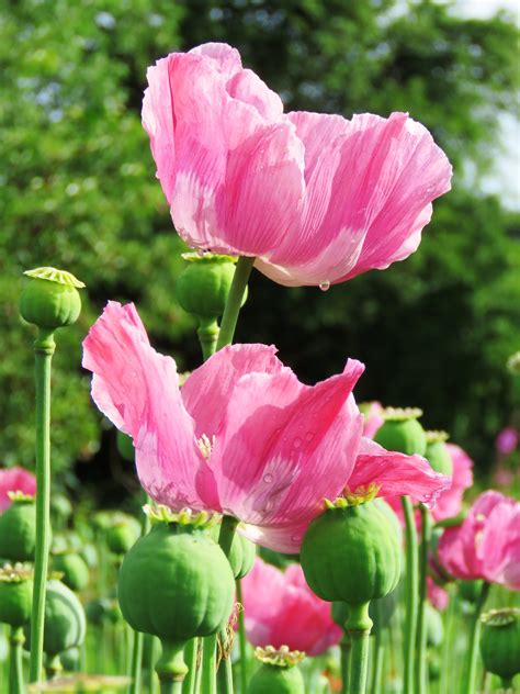 Pink Opium Poppy Flower
