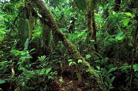 tropical rainforest | Climate, Animals, & Facts | Britannica.com
