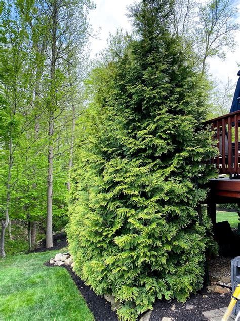 Carolina Sapphires FastGrowing Evergreens for Privacy Dengarden - Read Learn Repeat