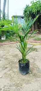 Areca Palm Areca Palm (Hybrid, Pack of 1) : Amazon.in: Garden & Outdoors