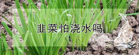 芹菜怎么催芽 —【发财农业网】