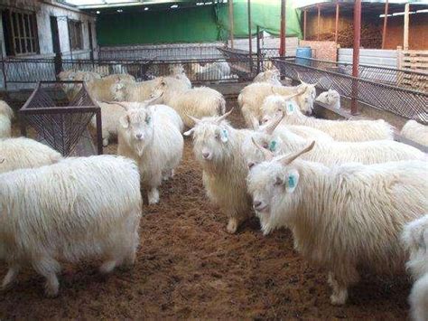 养羊的7个基本常识，一窍不通的养殖户请看！ - 每日头条