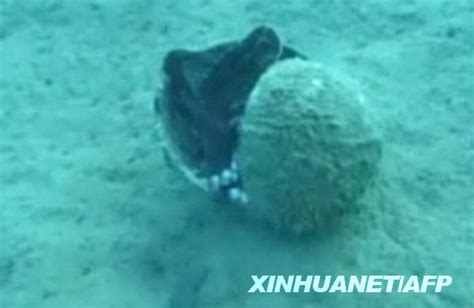 【章鱼】在1600米深的水下发现了这只优雅的章鱼_哔哩哔哩 (゜-゜)つロ 干杯~-bilibili