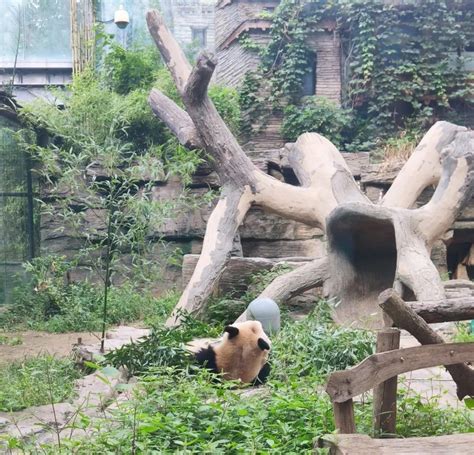 北京动物园回应“熊猫秃了”|大熊猫_新浪军事_新浪网