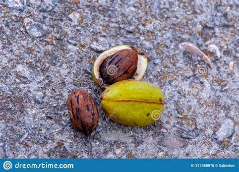 The Fruit is a Nut. Texas, Garner State Park, USA Stock Photo - Image ...