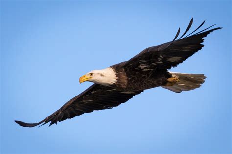 California Earthquake: Watch Bald Eagle Reaction to Tremor That Struck ...