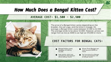 How Much Does A Bengal Cat Cost Uk at Tami Lumley blog