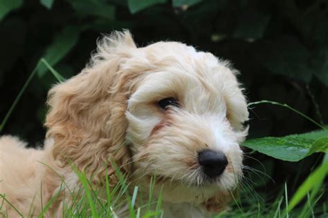 Image result for Cockapoo Hypoallergenic Dogs