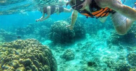 Discover the Underwater Beauty: Snorkel in Koh Tao from Koh Samui with ...