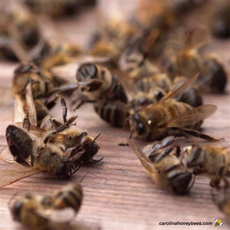 Honey Bee Diseases: Beekeeper's Guide- Carolina Honeybees