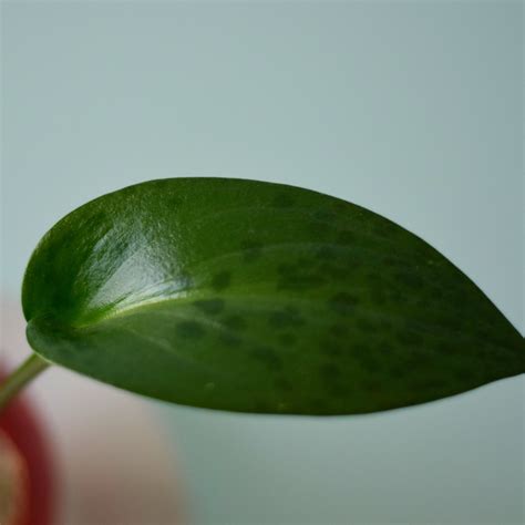 apple pot ドリミオプシス・マクラータ | null plants (空白植物店）