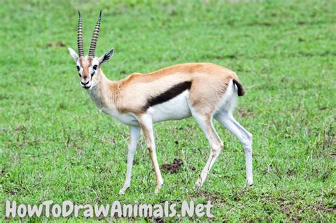 Dessiner Une Gazelle | Gazelle Dessin Facile - KXVG