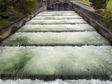 Benefits of Fish Passage: Improving Ecosystem Resilience and Human Safety - Will work for water