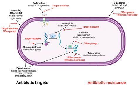Tackling Drug-Resistant Tuberculosis: New Challenges from the Old ...