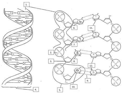 DNA Label 的图像结果