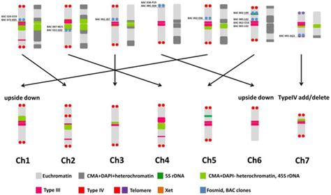 Insight into the Organization of the B10v3 Cucumber Genome by ...