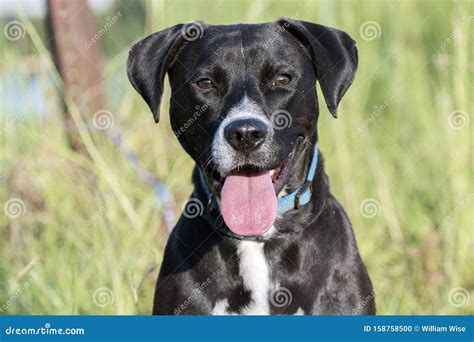 Beagle Labrador Mixed Breed Dog Sitting Outdoors Panting Stock Photo ...