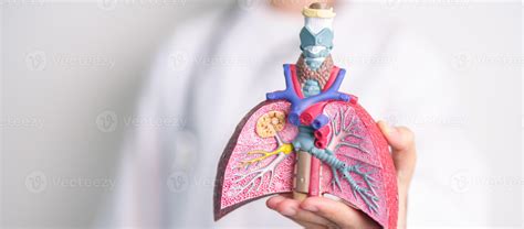 Doctor with Smoker and normal Lung anatomy for Disease. Lung Cancer, Asthma, Chronic Obstructive ...